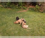 Small Photo #26 Malinois Puppy For Sale in ORCHARDS, WA, USA