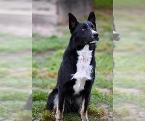 German Shepherd Dog Dogs for adoption in Santa Cruz, CA, USA