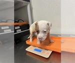 Small American Pit Bull Terrier