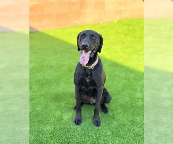 Medium Photo #1 Labrador Retriever-Unknown Mix Puppy For Sale in Marina Del Rey, CA, USA