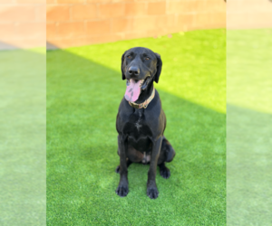Labrador Retriever-Unknown Mix Dogs for adoption in Marina Del Rey, CA, USA