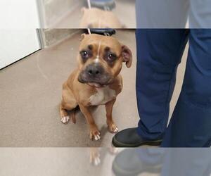 Boxer Dogs for adoption in Aurora, IL, USA