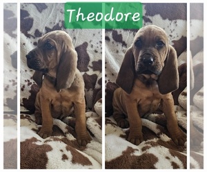 Bloodhound Litter for sale in BARRYTON, MI, USA