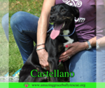 Small Rottweiler-American Pit Bull Terrier