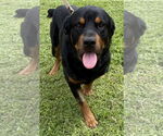 Small #6 Rottweiler