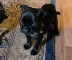 Puppy Green Collar Pug