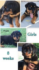 Rottweiler Puppy for sale in SAN DIEGO, CA, USA