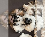Small #6 Yorkshire Terrier