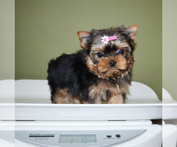 Medium Photo #5 Yorkshire Terrier Puppy For Sale in LOS ANGELES, CA, USA