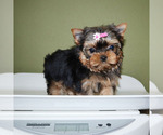 Small #4 Yorkshire Terrier
