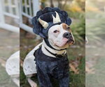 Small #5 American Staffordshire Terrier-Boxer Mix