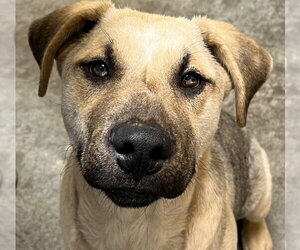 Mutt Dogs for adoption in Canton, CT, USA