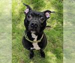 Small #1 American Pit Bull Terrier