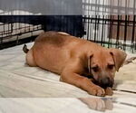 Small #2 German Shepherd Dog Mix