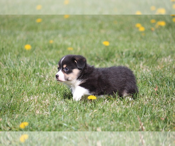 Medium Photo #5 Pembroke Welsh Corgi Puppy For Sale in FORT MADISON, IA, USA