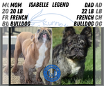 Small #4 French Bulldog