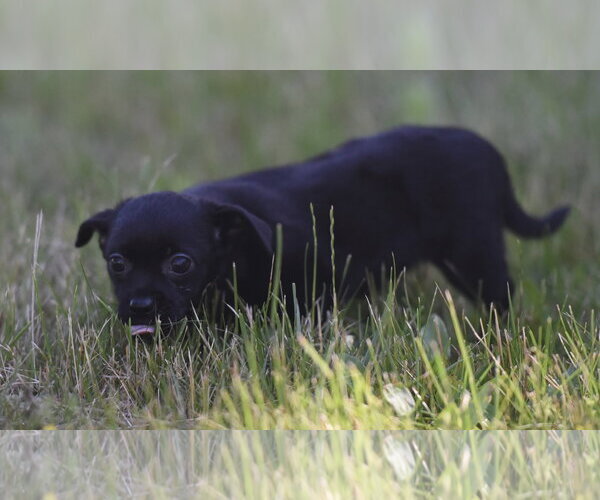 Medium Photo #5 Chihuahua Puppy For Sale in Mechanicsburg, PA, USA