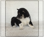 Small #3 Shiba Inu