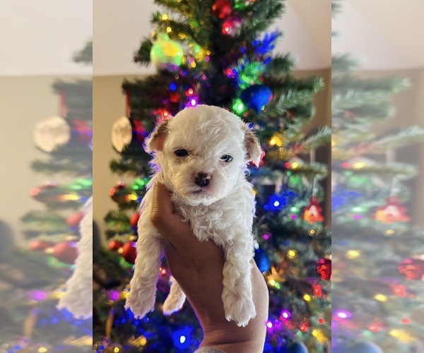 Medium Photo #5 Maltipoo Puppy For Sale in EL PASO, TX, USA