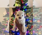 Small Photo #5 Maltipoo Puppy For Sale in EL PASO, TX, USA