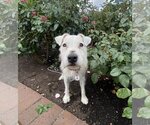 Small #7 Jack Russell Terrier Mix