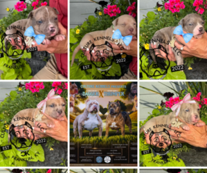 American Bully Litter for sale in FRANKLIN, KY, USA