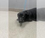 Small Labrador Retriever Mix