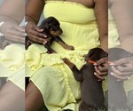 Small Photo #8 Doberman Pinscher Puppy For Sale in MCKINNEY, TX, USA