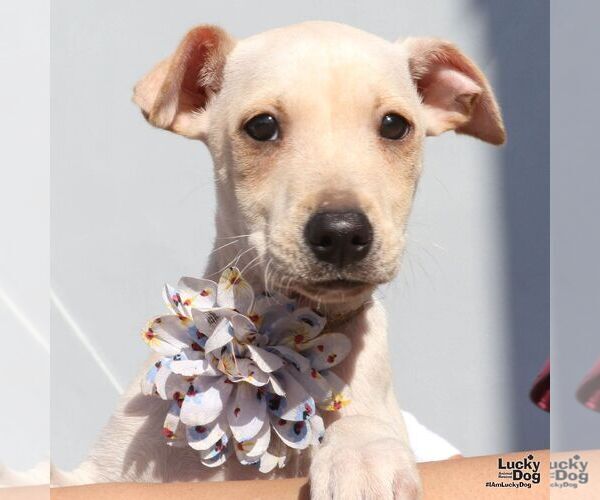 Medium Photo #3 Chihuahua-Unknown Mix Puppy For Sale in Washington, DC, USA