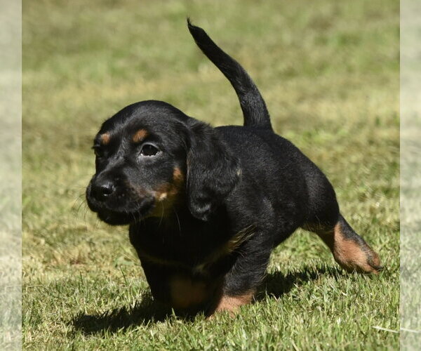 Medium Photo #5 Dachsador Puppy For Sale in Mechanicsburg, PA, USA