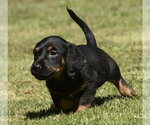 Small #4 Dachsador