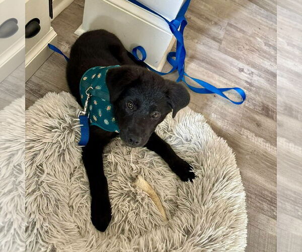 Medium Photo #2 Labrador Retriever-Unknown Mix Puppy For Sale in Spring Lake, NC, USA