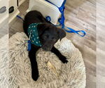 Small #1 Labrador Retriever Mix