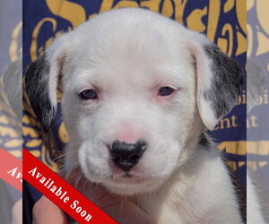 American Bulldog-Unknown Mix Dogs for adoption in Huntley, IL, USA