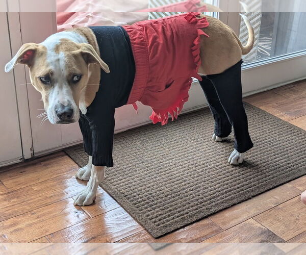 Medium Photo #6 Bulldog-Labrador Retriever Mix Puppy For Sale in Tarrytown, GA, USA