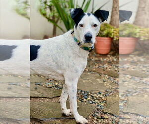 Snoopy - Male Mutt Dog for Adoption - Photo #5