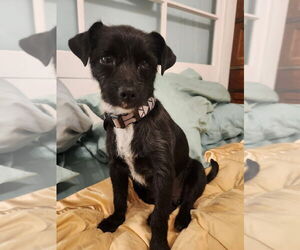 Mutt Dog for Adoption in San Bernardino , California USA