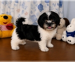 Small #13 Shih Tzu