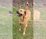 Small #1 Mutt