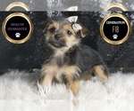 Small Photo #72 Morkie Puppy For Sale in WARSAW, IN, USA