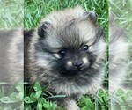 Image preview for Ad Listing. Nickname: Rusty