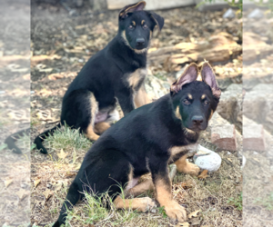 Bull Terrier Puppy for sale in DALLAS, TX, USA