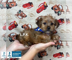 Yorkshire Terrier Puppy for sale in WINNSBORO, LA, USA