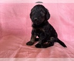 Small #1 Goldendoodle