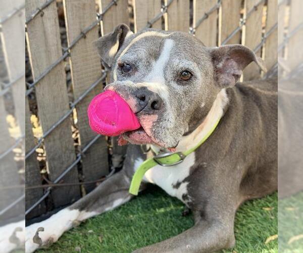 Medium Photo #2 Staffordshire Bull Terrier Puppy For Sale in Alameda, CA, USA