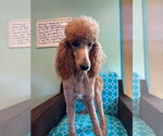 Small #2 Poodle (Standard)