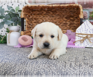 Labrador Retriever Puppy for sale in SYRACUSE, IN, USA