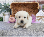 Image preview for Ad Listing. Nickname: Mia