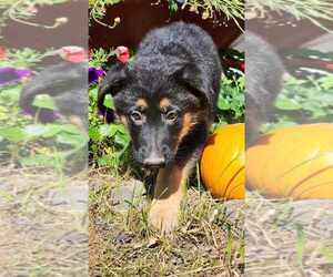 German Shepherd Dog Puppy for Sale in FULTON, New York USA