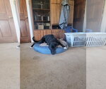 Small #25 German Shepherd Dog Mix